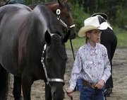 Cheval Canadien pour école (et attelage)
