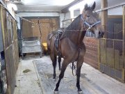 Jument Standardbred Enr.
