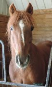 Aide avec vos chevaux rive-sud de montréal  !