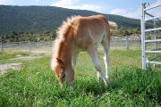 Pouliche Haflinger PP à vendre