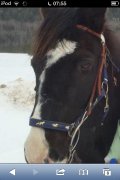 Paint horse enr pour baril