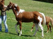 Pouliche paint horse enr.
