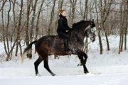 Cheval d'une vie! Jumper/Équitation 18.1 mains