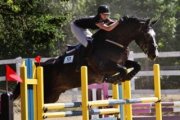 Cheval d'une vie! Jumper/Équitation 18.1 mains