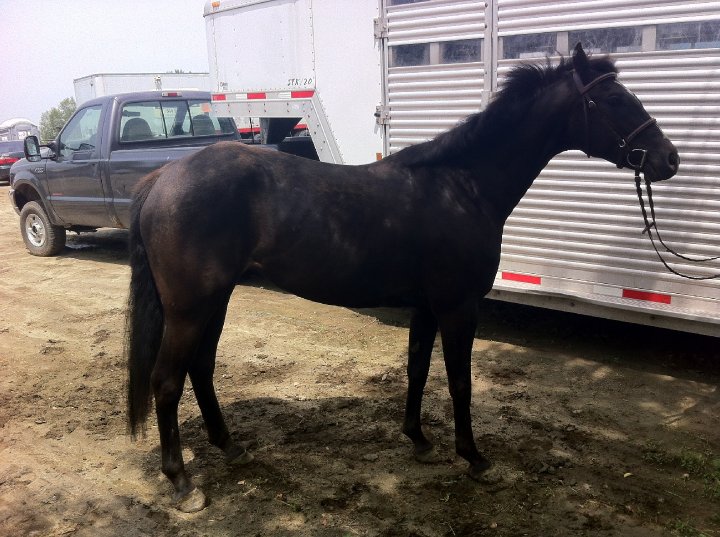 Sonic! Poney Large de 7 ans JUMPER