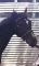 Sonic! Poney Large de 7 ans JUMPER