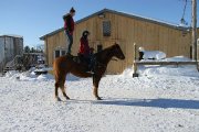 Quater horse red dun 
