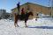 Quater horse red dun 