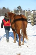 Quater horse red dun 