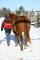 Quater horse red dun 