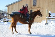 Quater horse red dun 