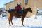 Quater horse red dun 