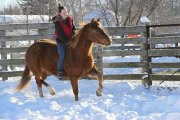 Quater horse red dun 