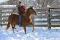 Quater horse red dun 