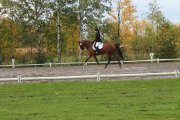 *Offre de demi-pension sur cheval de qualité à Chambly *