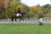*Offre de demi-pension sur cheval de qualité à...