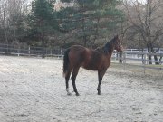 Cheval Arabe-Appalousa enregistré à vendre