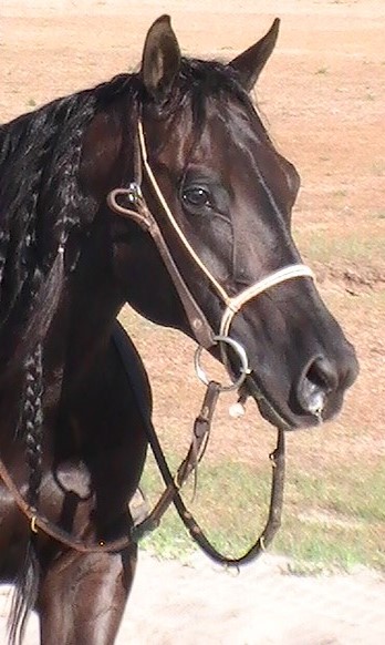 ENTRAINEMENT DE CHEVAUX