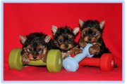 yorkshire terrier chiots femelle