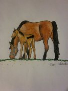 Dessin ou peinture de votre cheval - Dessin