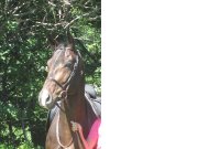 dressage/concours complet