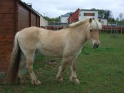 poney fjord