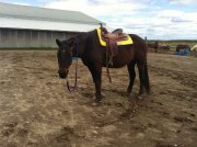 Vente rapide, bon cheval appendix