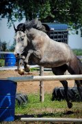 Jument TB 6 ans de saut à vendre