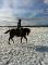 beau QH x arabe à vendre