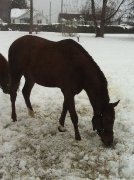 beau QH x arabe à vendre