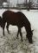 beau QH x arabe à vendre