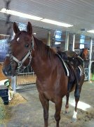 beau QH x arabe à vendre