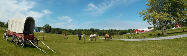 Chevaux au champ!