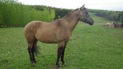 Quarter horse - Buckskin mâle de 4 ans