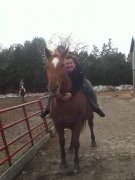 Bon cheval ALL AROUND 
