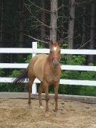 Jument Quater-Horse 