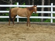 Jument Quater-Horse 
