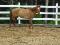 Jument Quater-Horse 