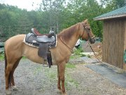 Jument Quater-Horse 
