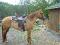 Jument Quater-Horse 