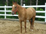 Jument Quater-Horse 