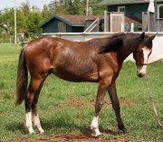 poulain warmblood 1 an