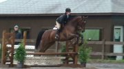 poulain warmblood 1 an - la maman!