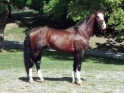 perceval...le grand-père...étalon approuvé canadian warmblood