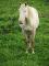 cremello et paint a vendre 