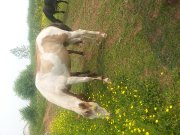 cremello et paint a vendre 