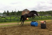 Cheval Canadien à vendre