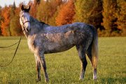 Jument Thoroughbred/Warmblood