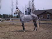Jument Thoroughbred/Warmblood