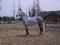 Jument Thoroughbred/Warmblood